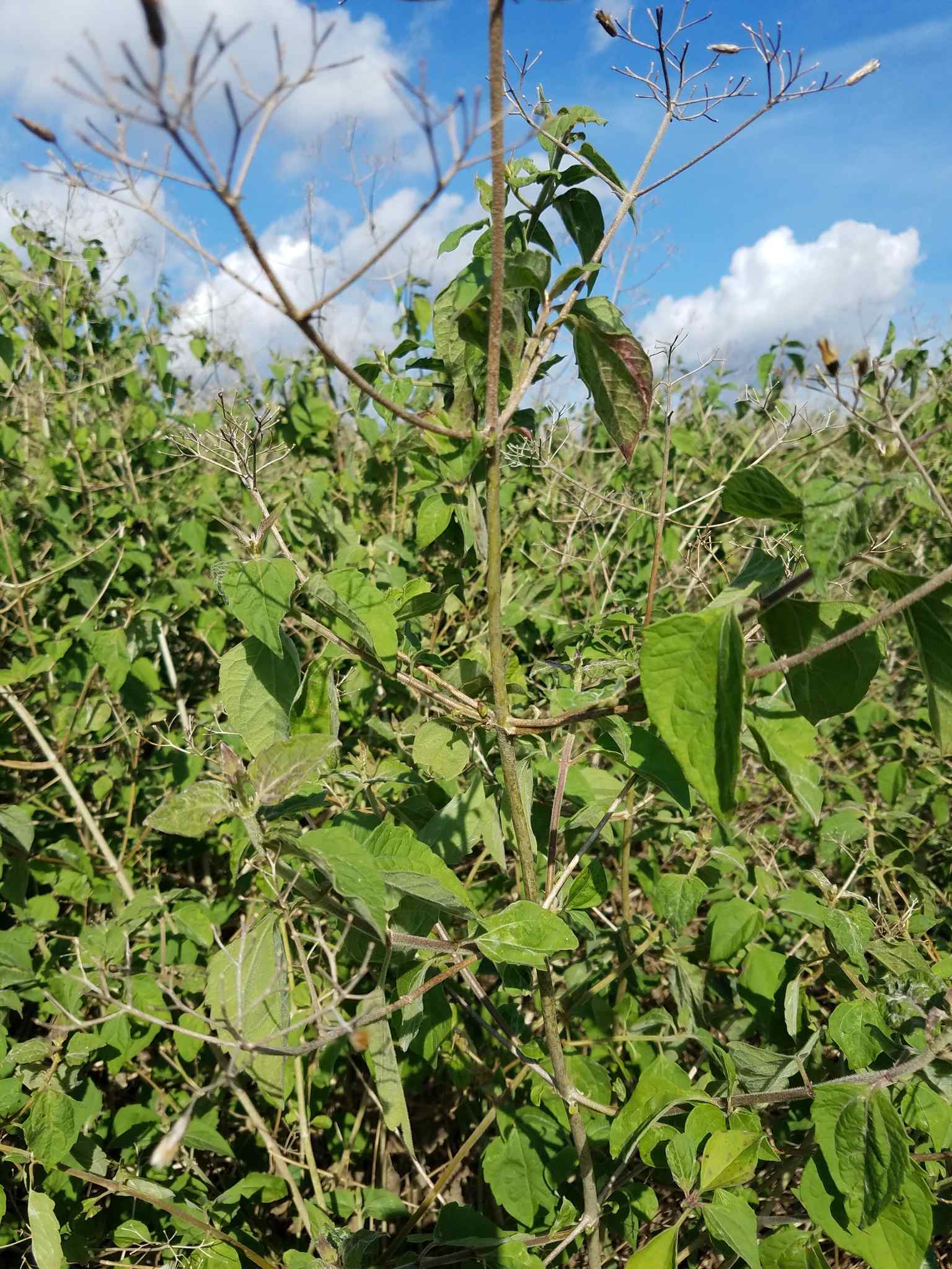 Chromolaena odorata