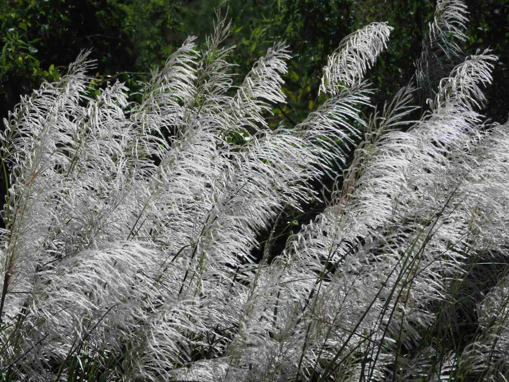 Saccharum spontaneum