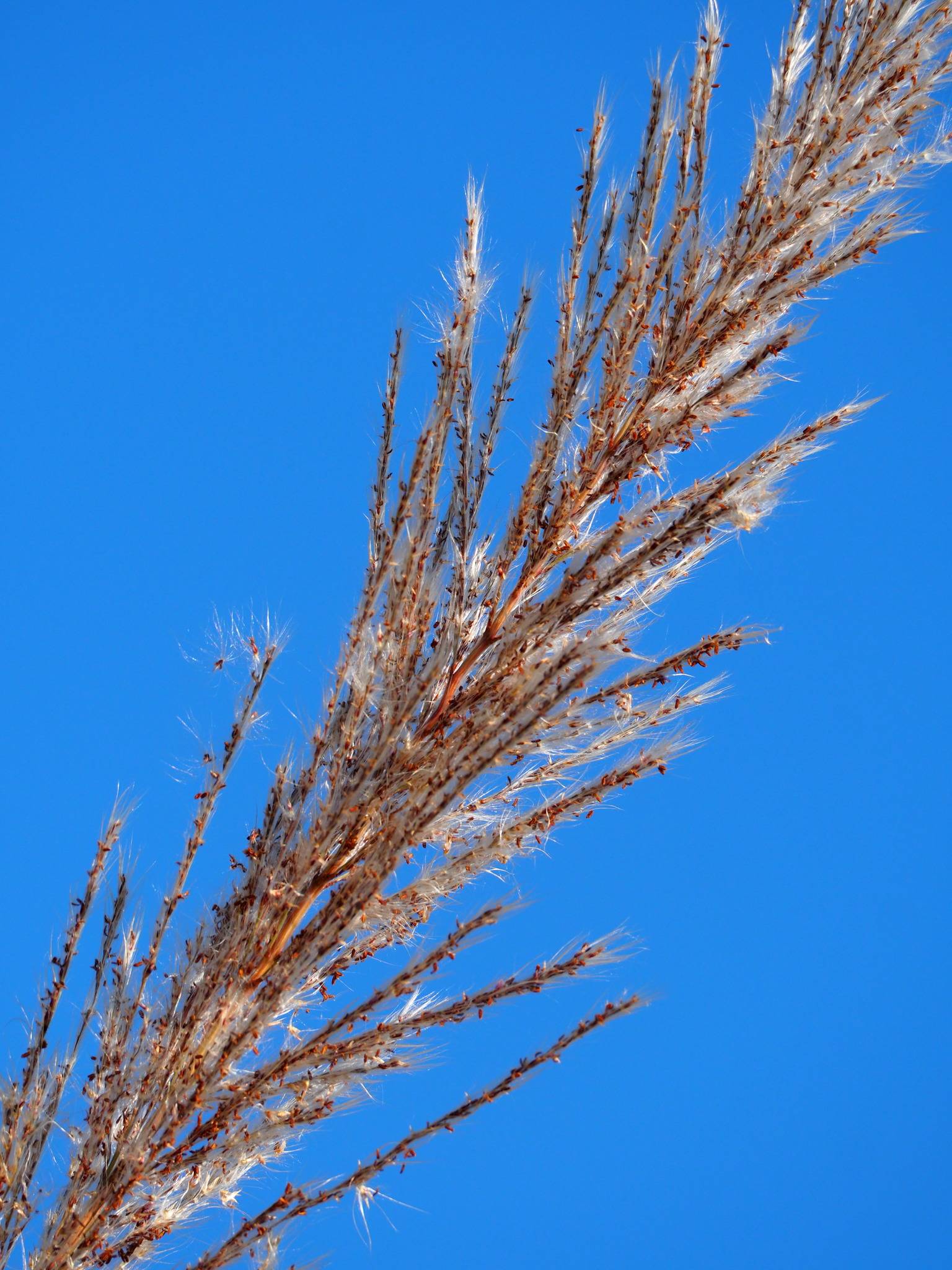 Saccharum spontaneum