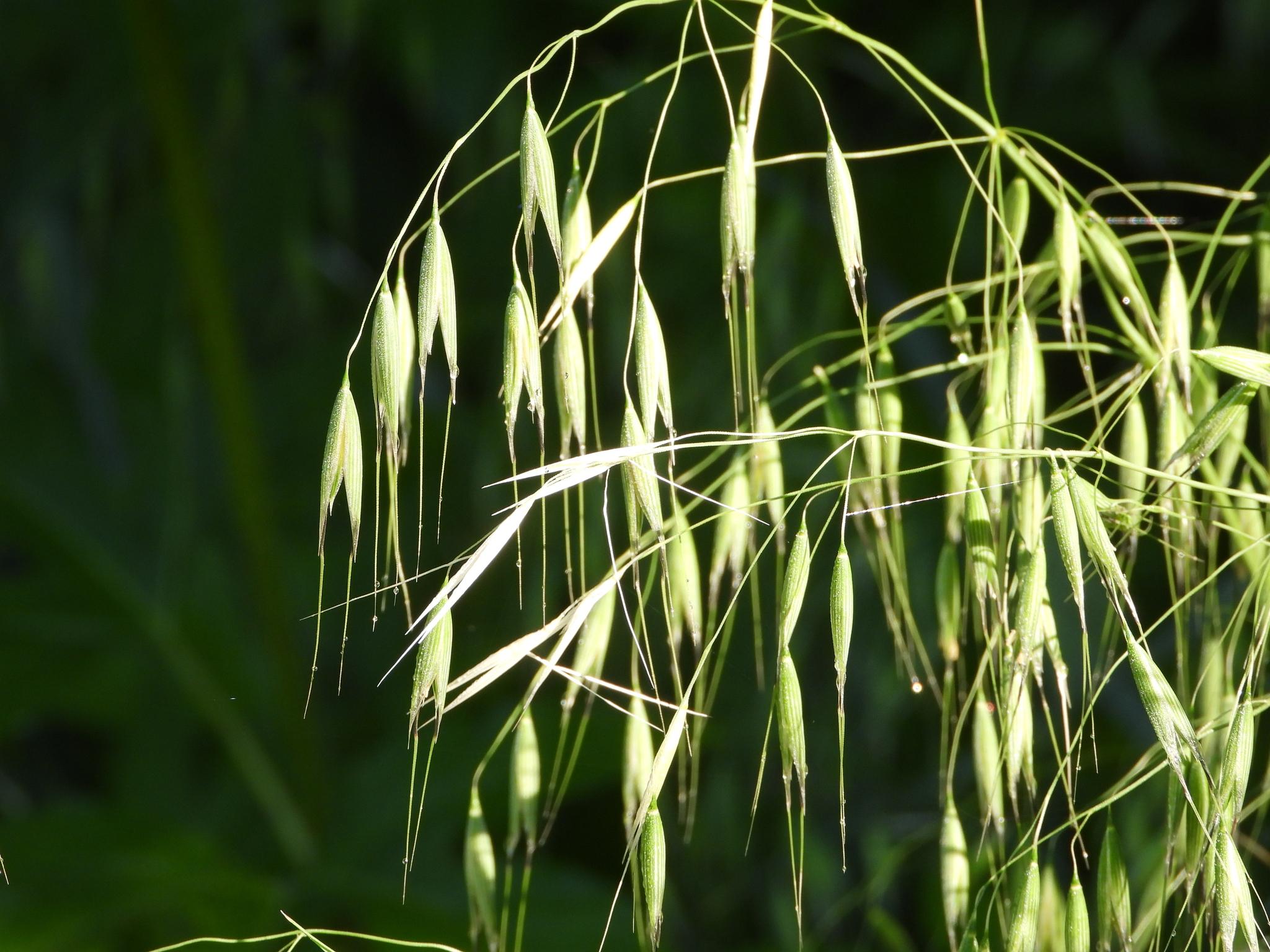 Avena sterilis