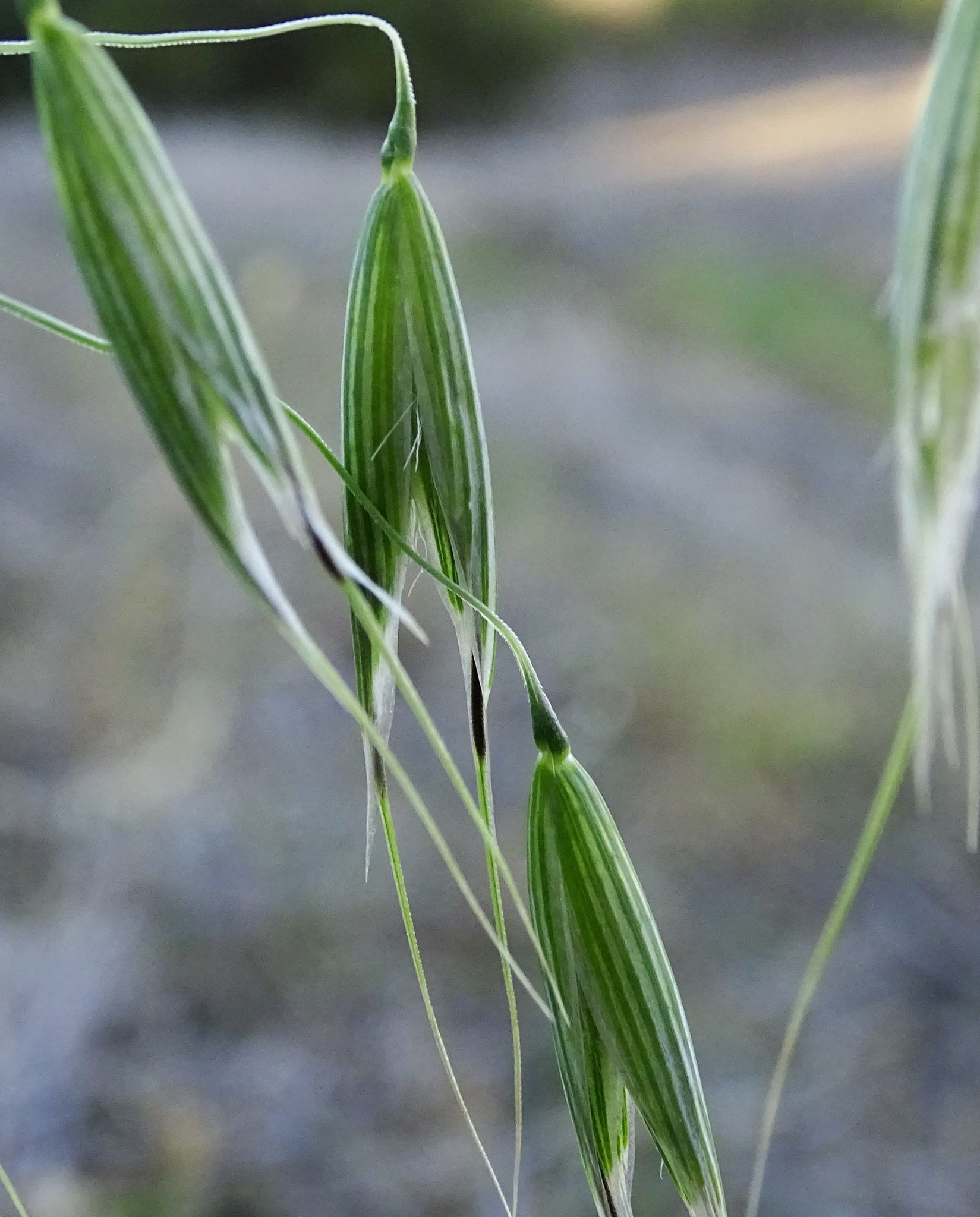 Avena sterilis