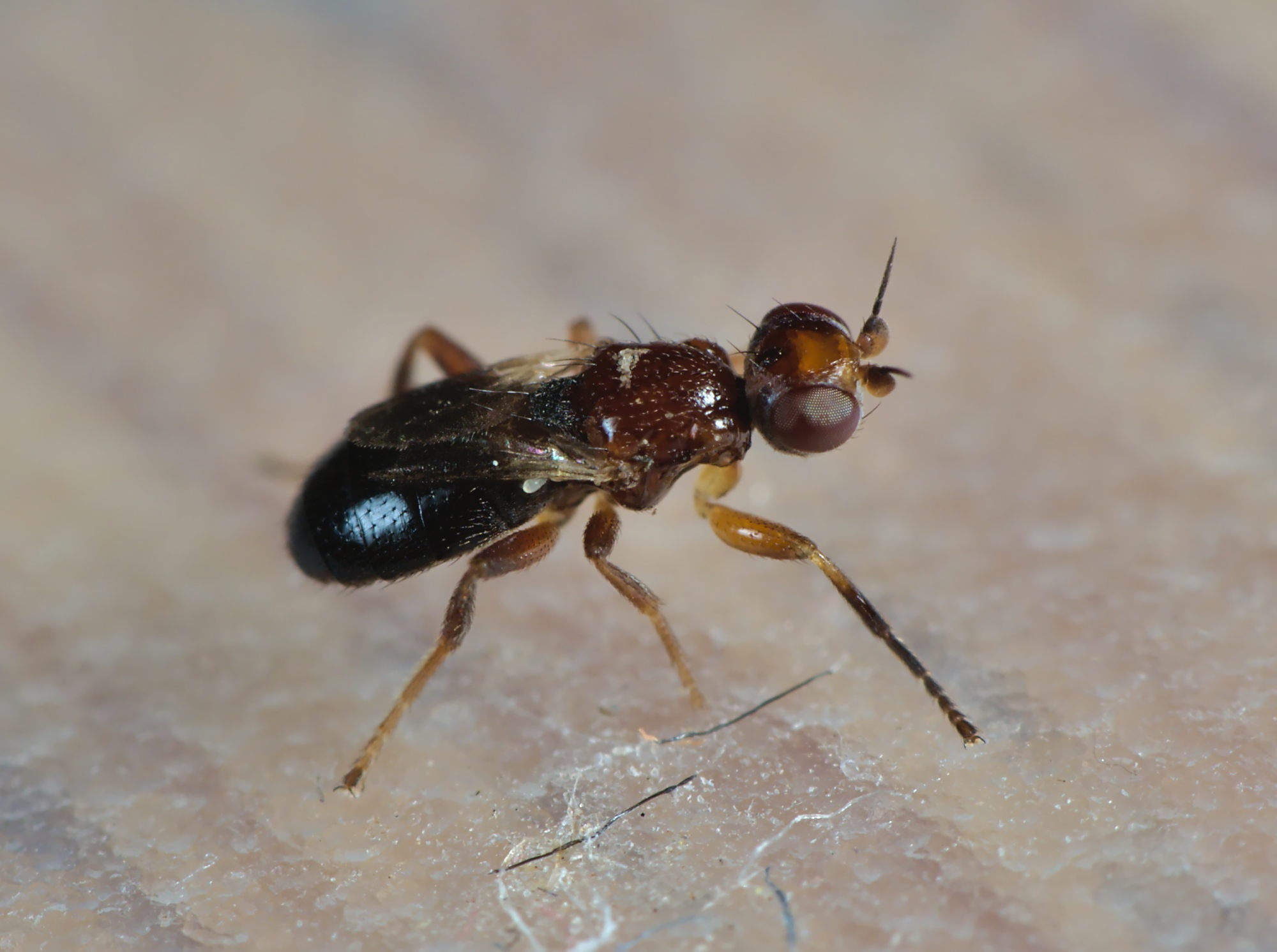 Elachiptera