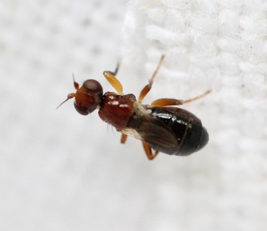 Elachiptera