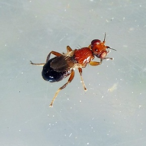Elachiptera