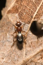 Elachiptera