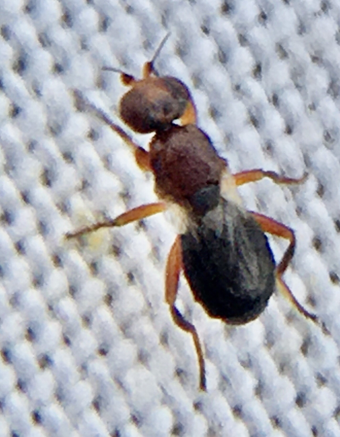 Elachiptera