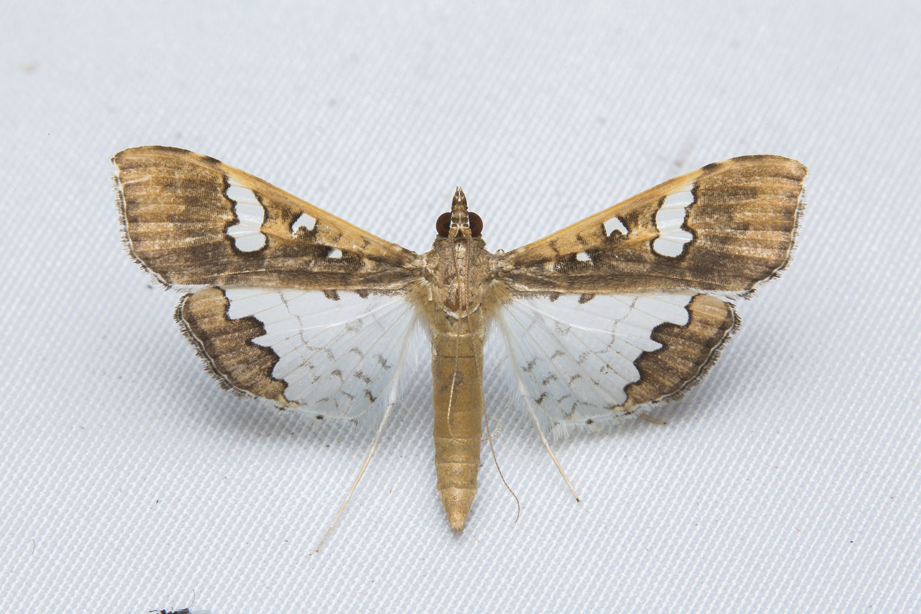 Maruca testulalis