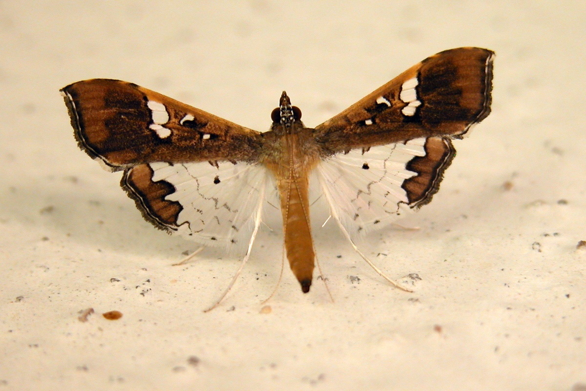 Maruca testulalis