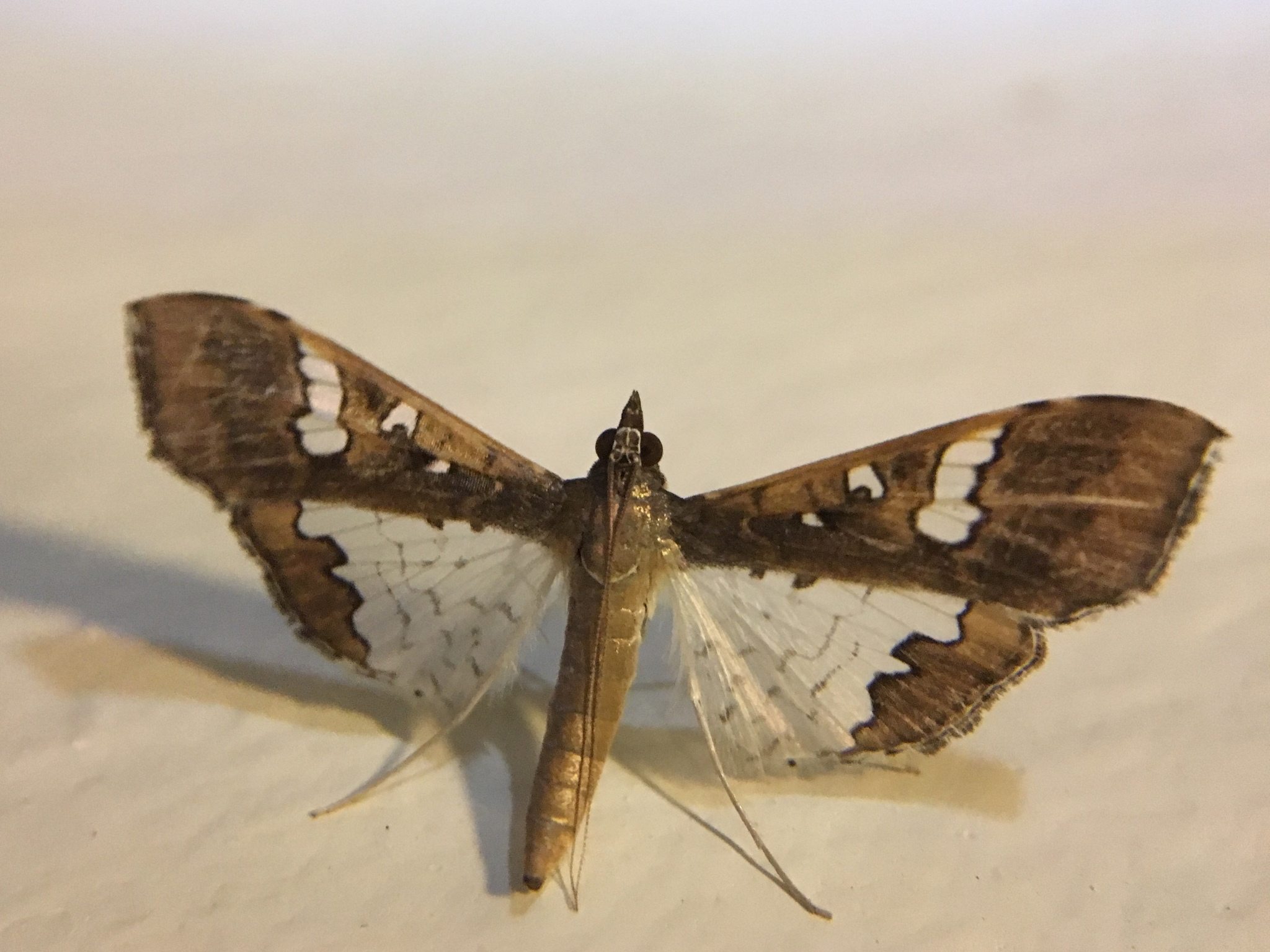 Maruca testulalis