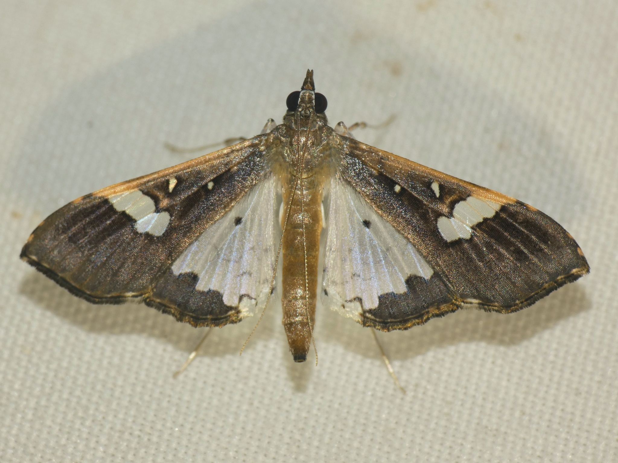 Maruca testulalis