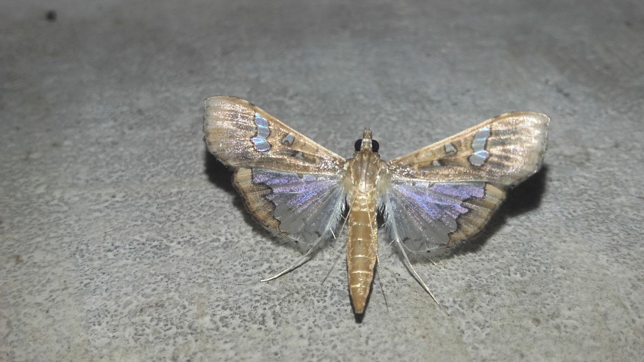 Maruca testulalis