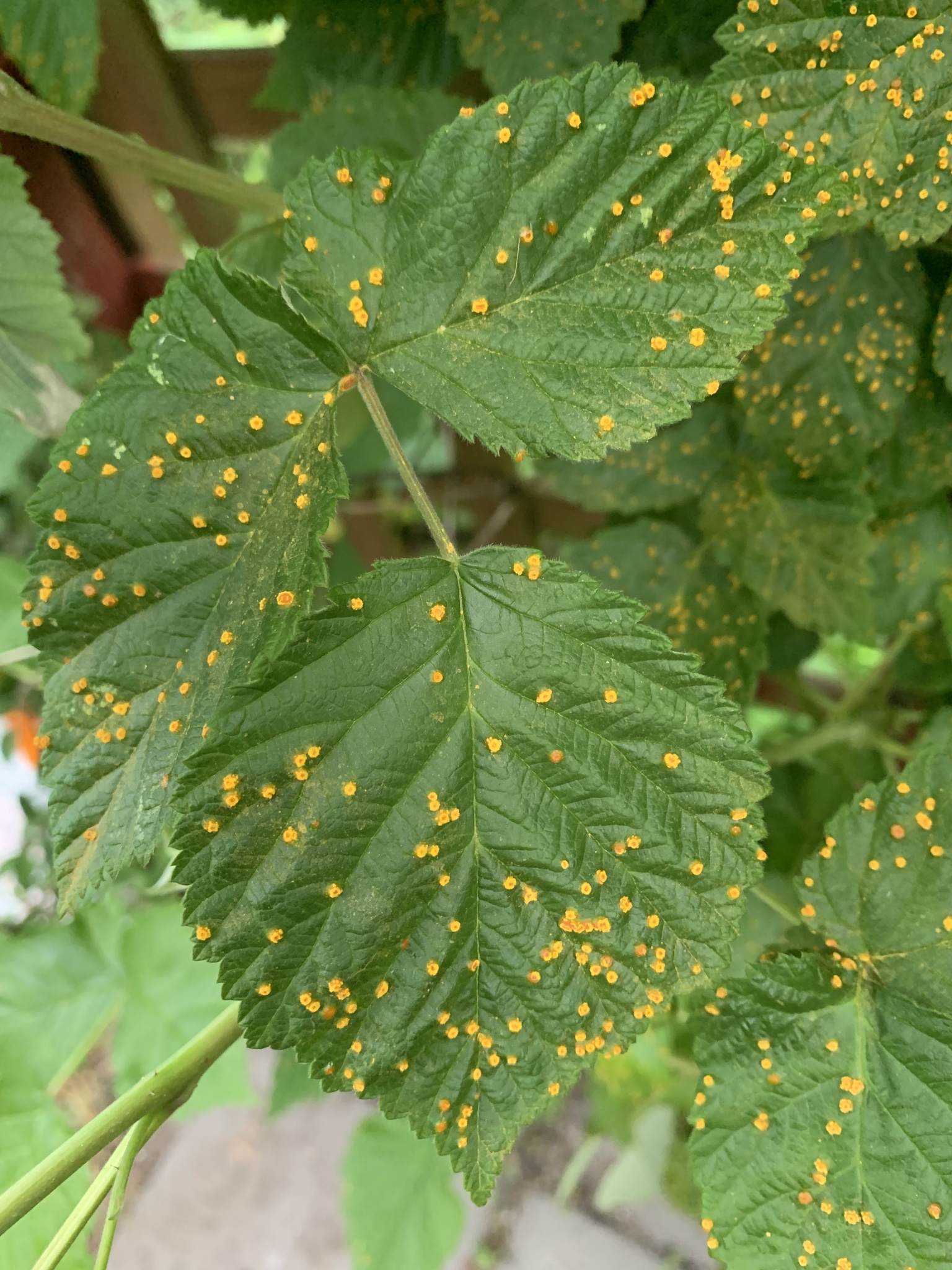 Phragmidium rubi-idaei