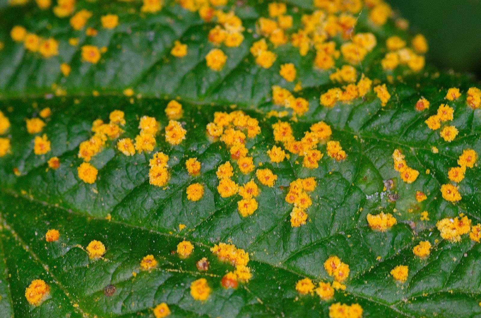 Phragmidium rubi-idaei