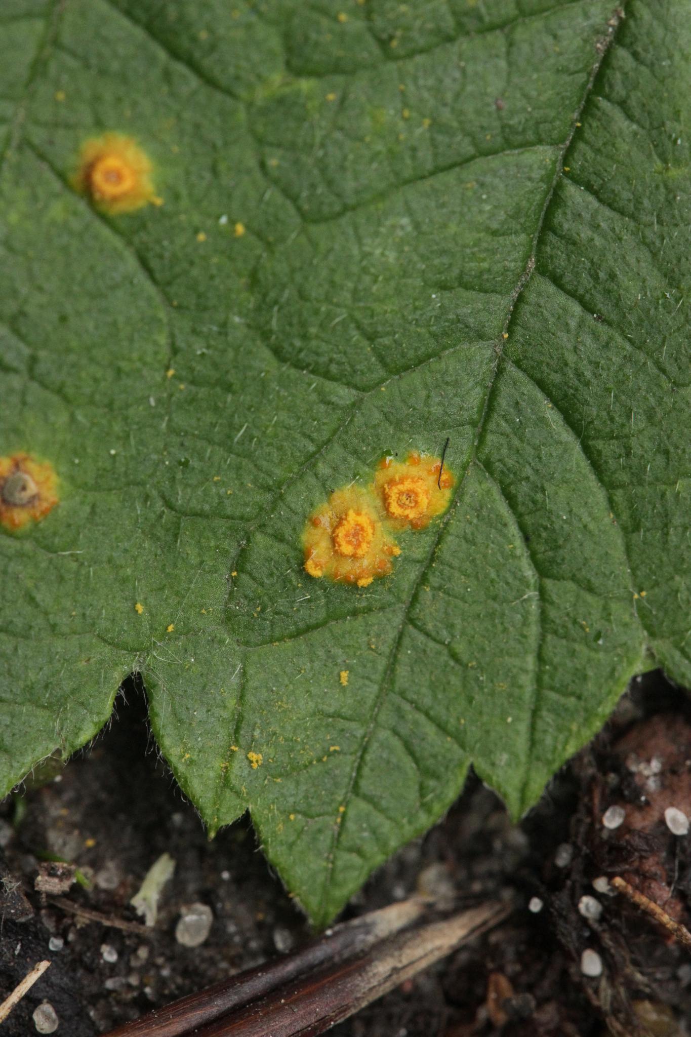 Phragmidium rubi-idaei