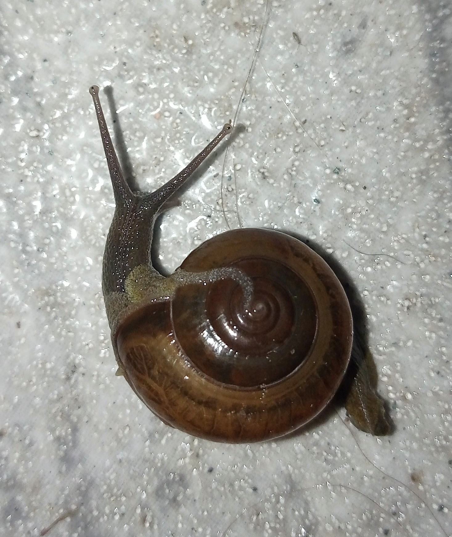 Macrochlamys