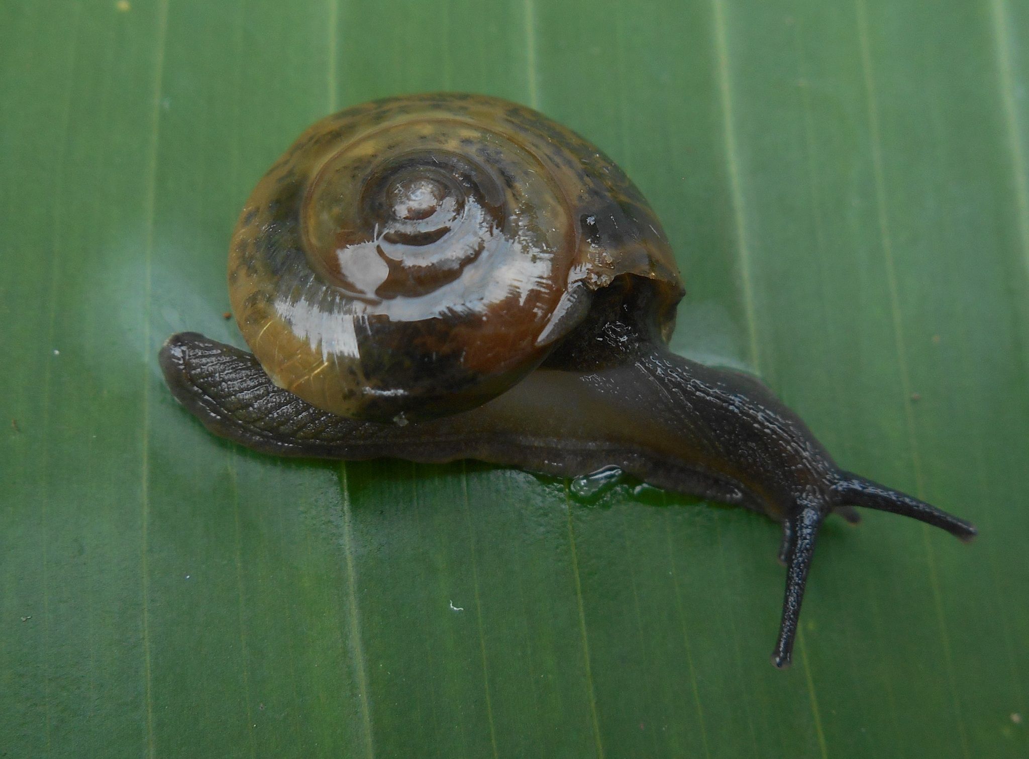 Macrochlamys