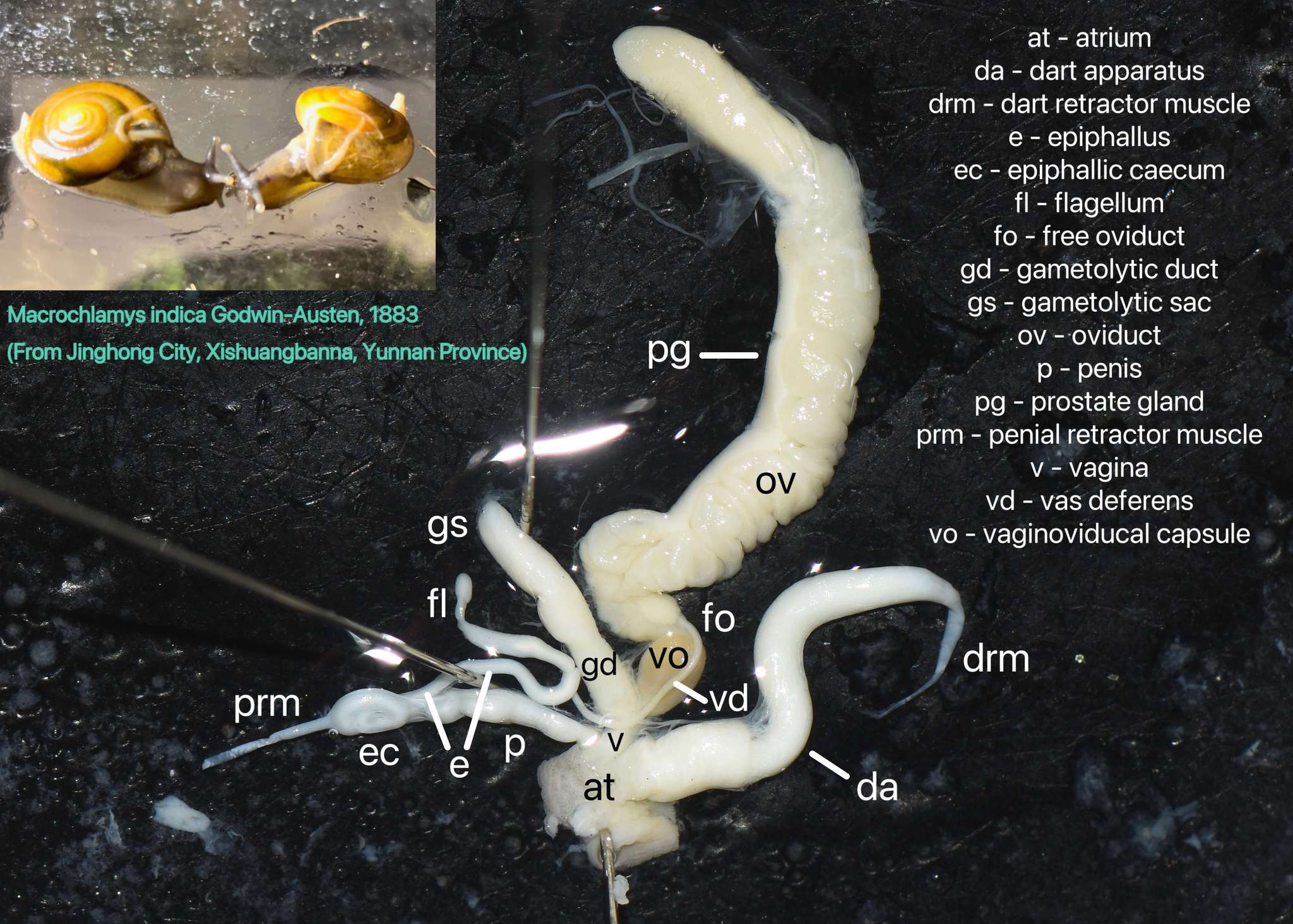 Macrochlamys