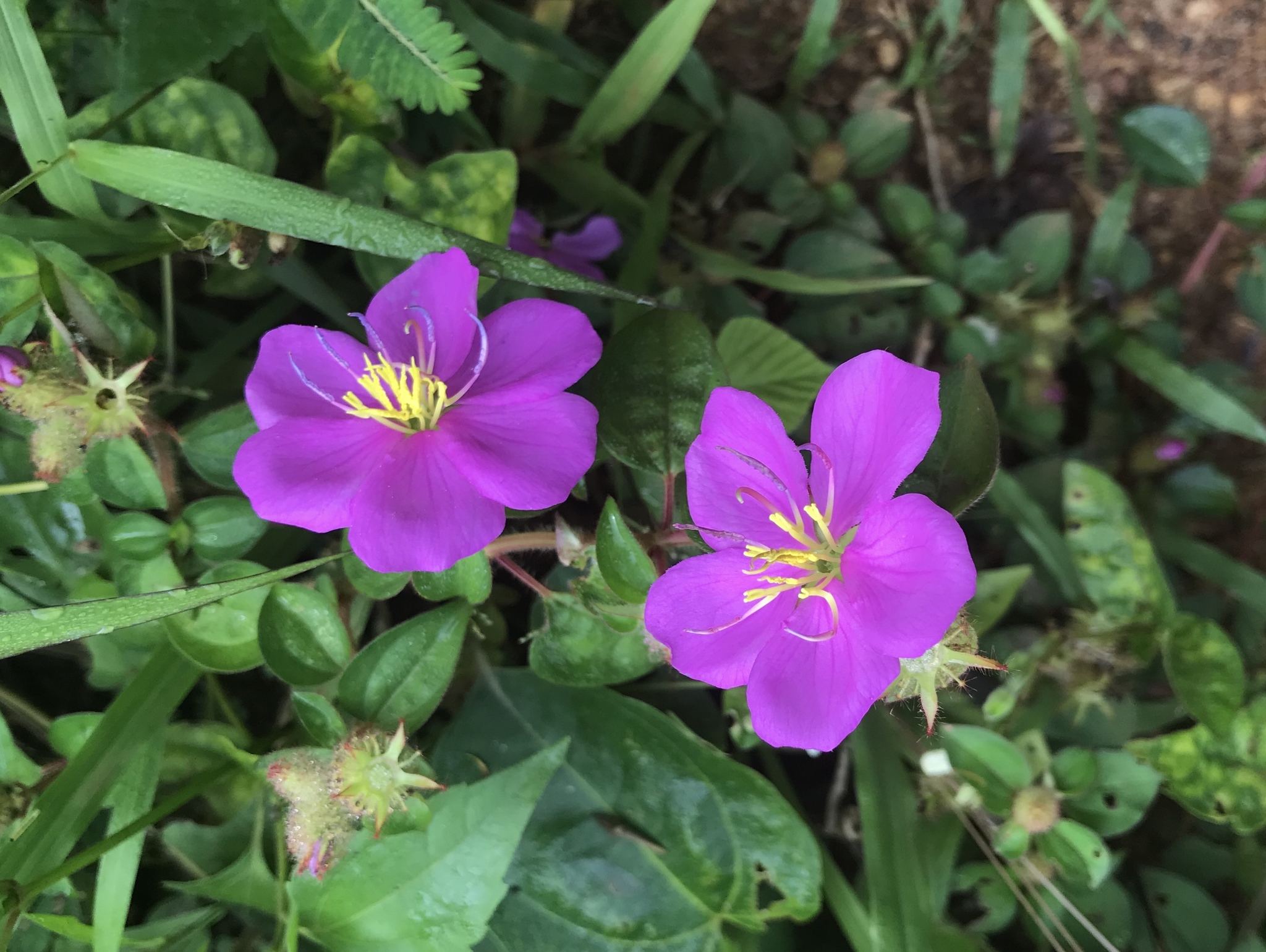 Heterotis rotundifolia