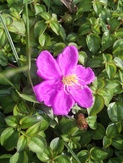 Heterotis rotundifolia