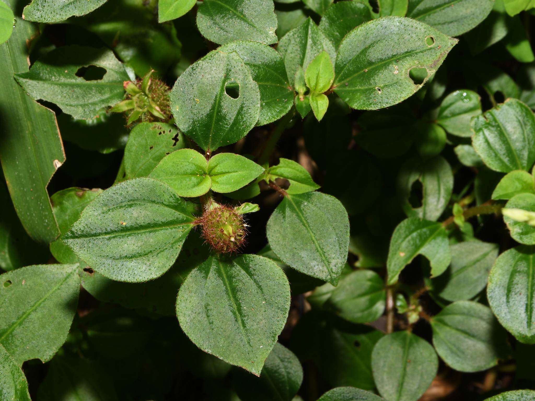 Heterotis rotundifolia