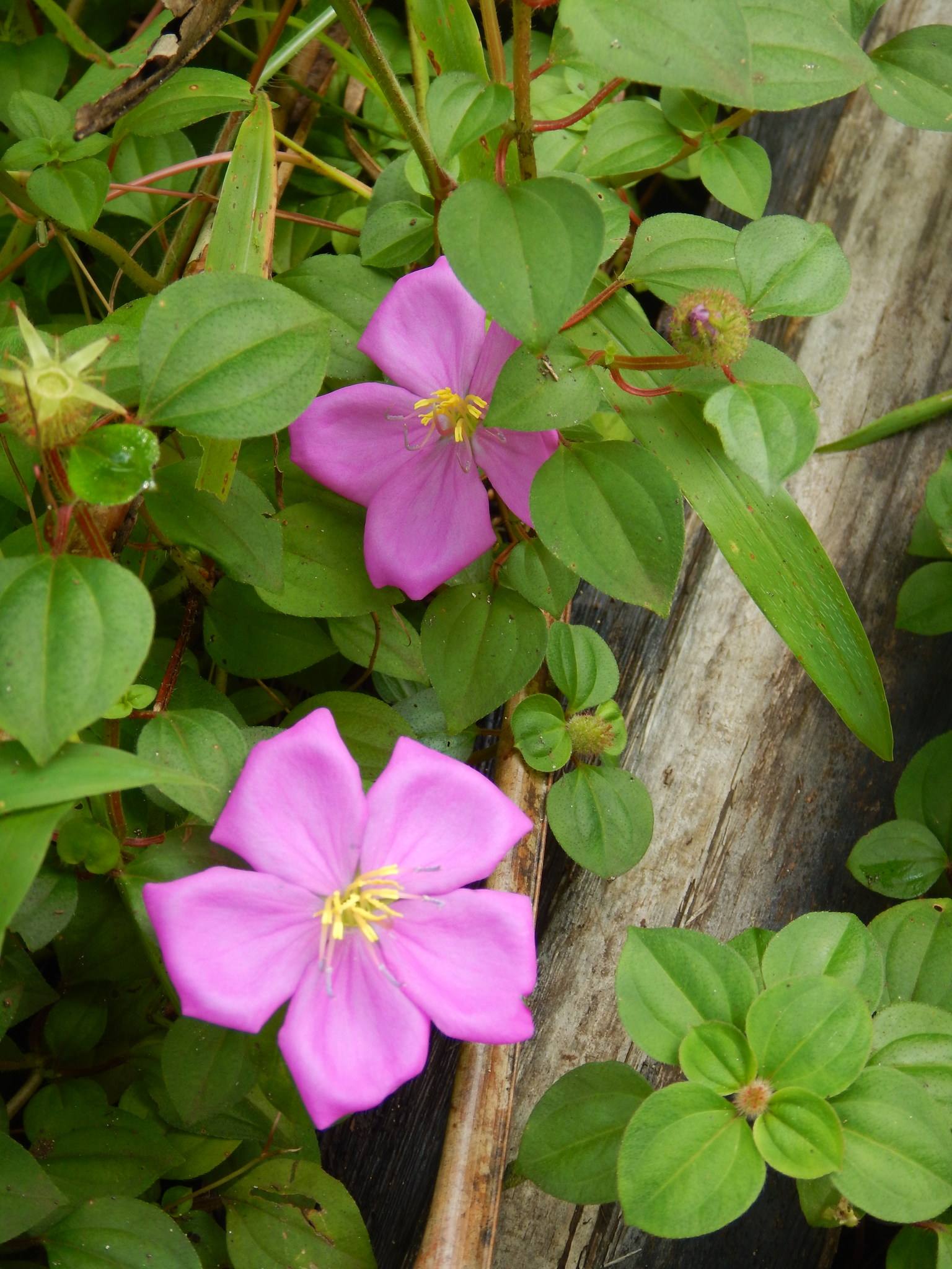 Heterotis rotundifolia