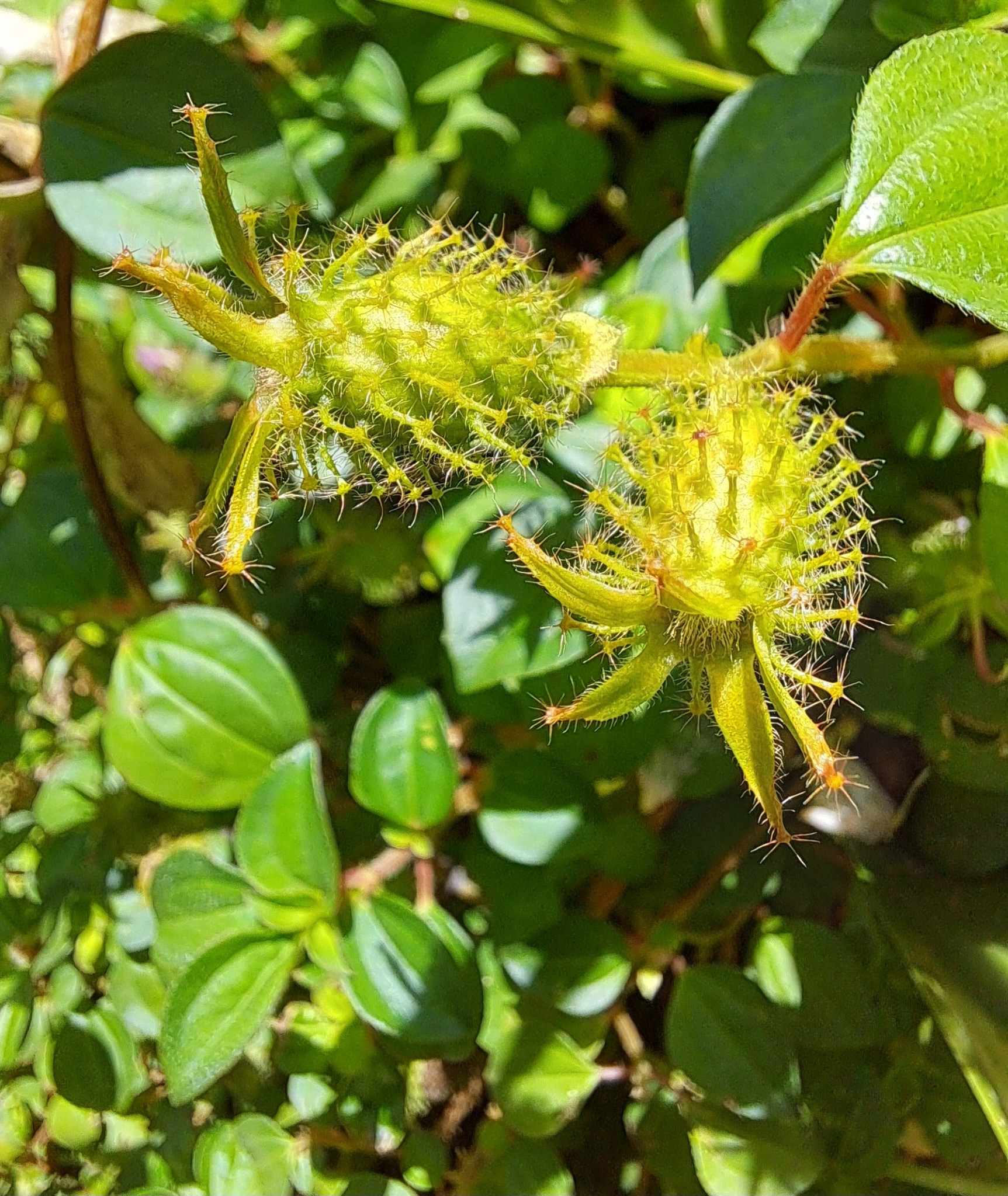 Heterotis rotundifolia