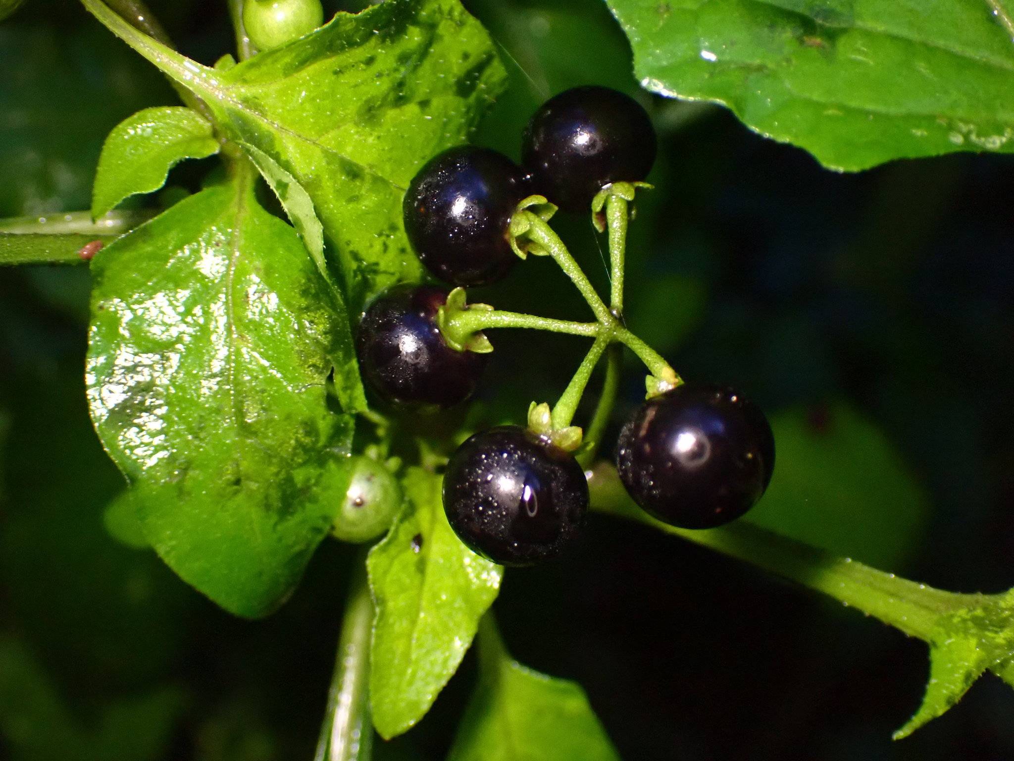 Solanum americanum