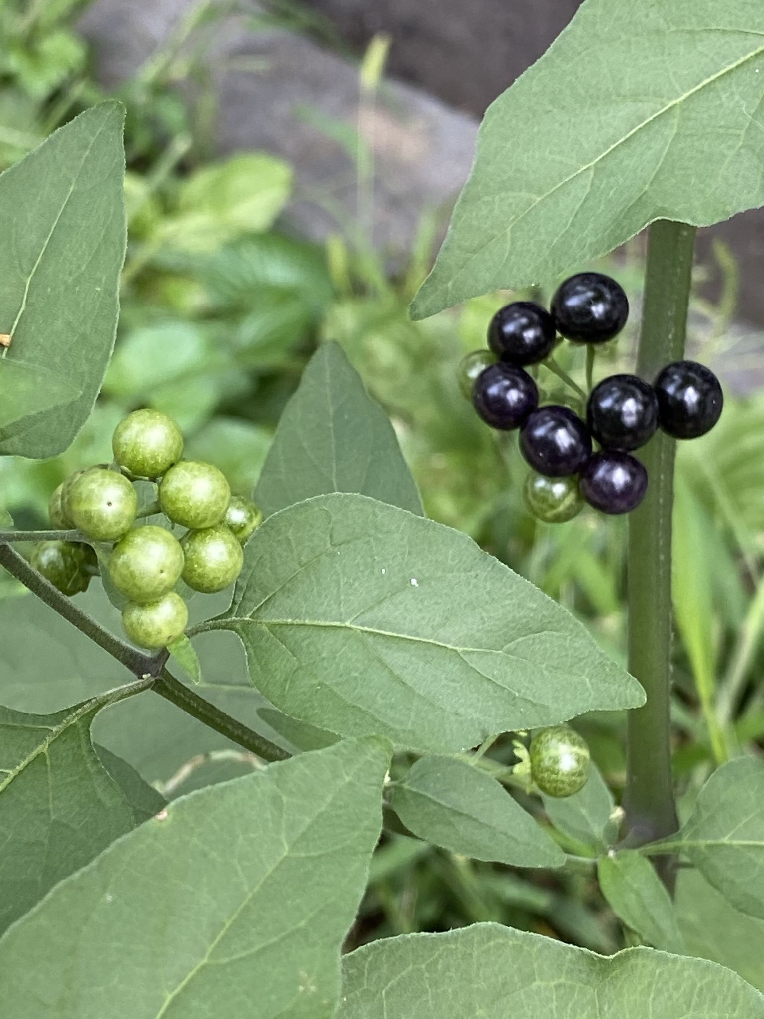 Solanum americanum