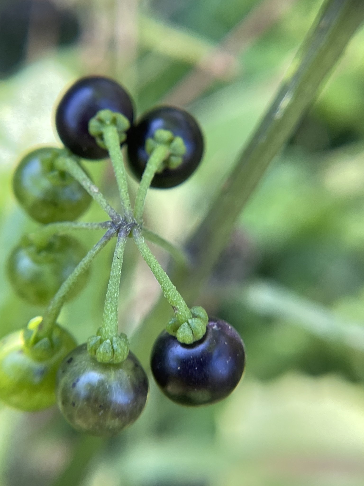 Solanum americanum