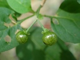Solanum americanum