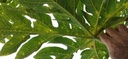 Corynespora cassiicola