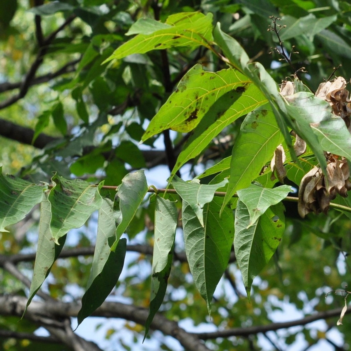 Corynespora cassiicola