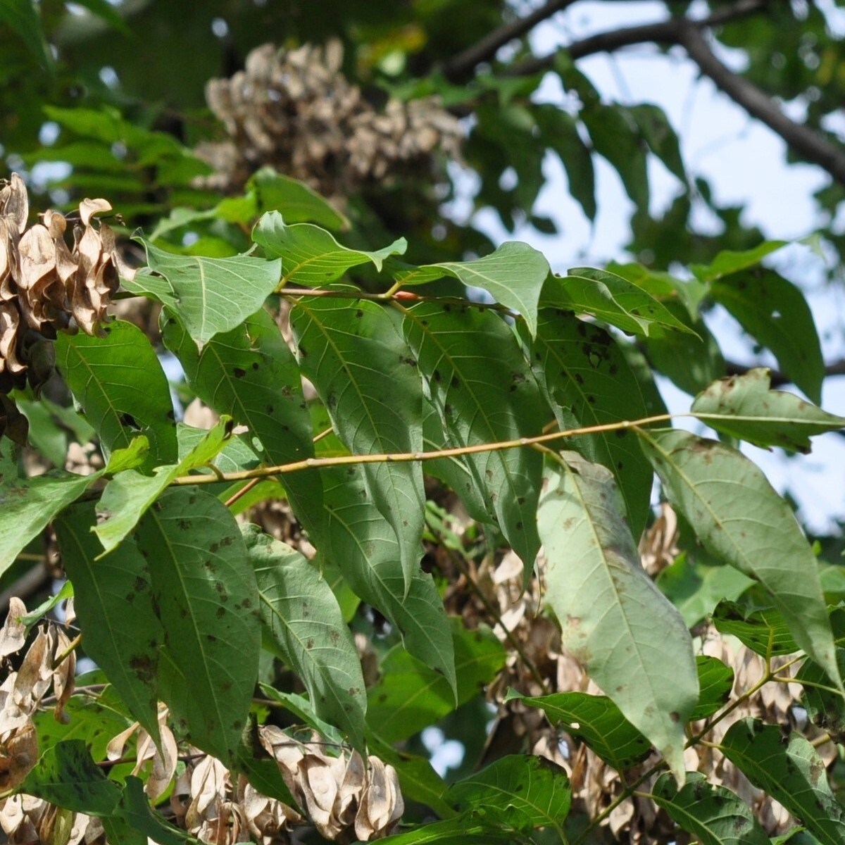 Corynespora cassiicola