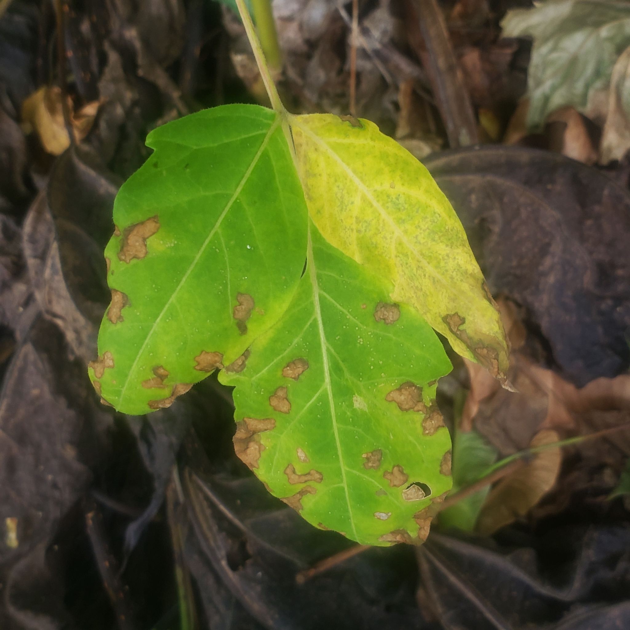 Corynespora cassiicola