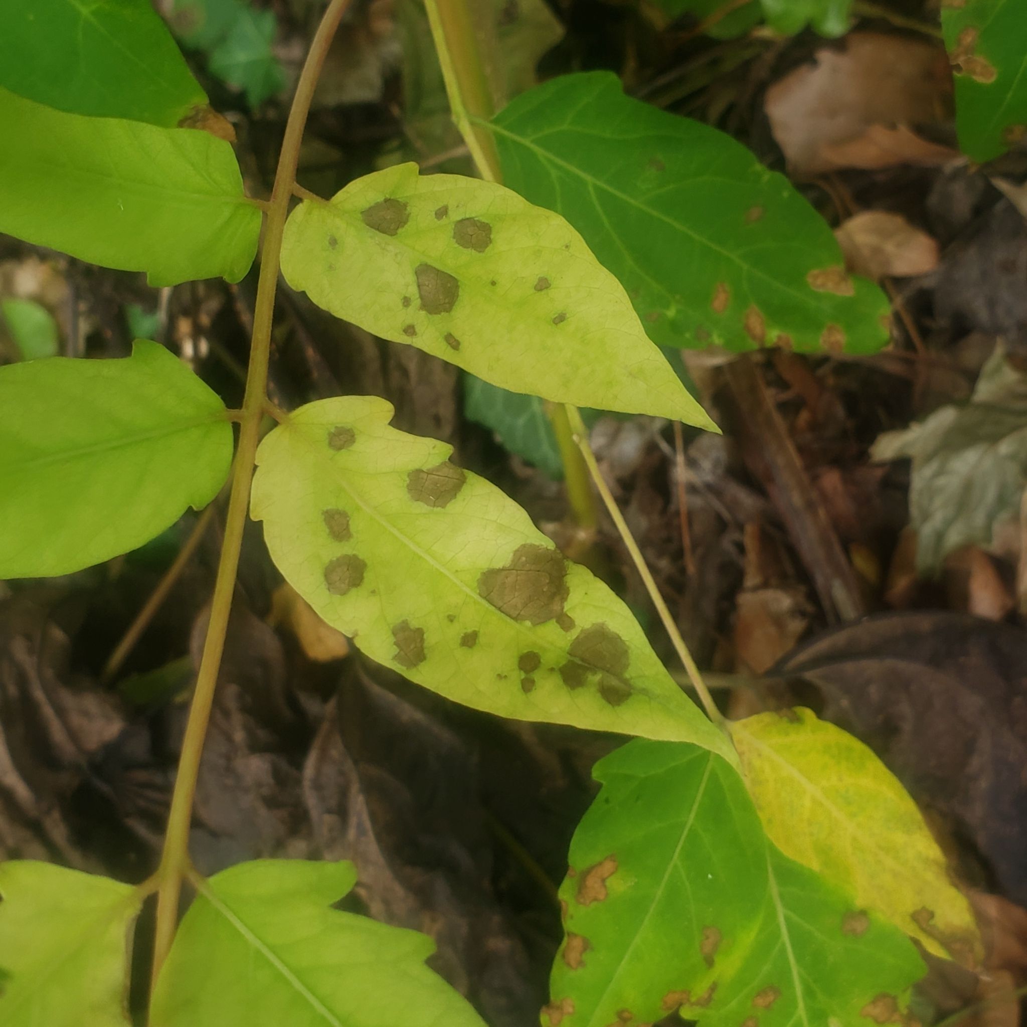 Corynespora cassiicola
