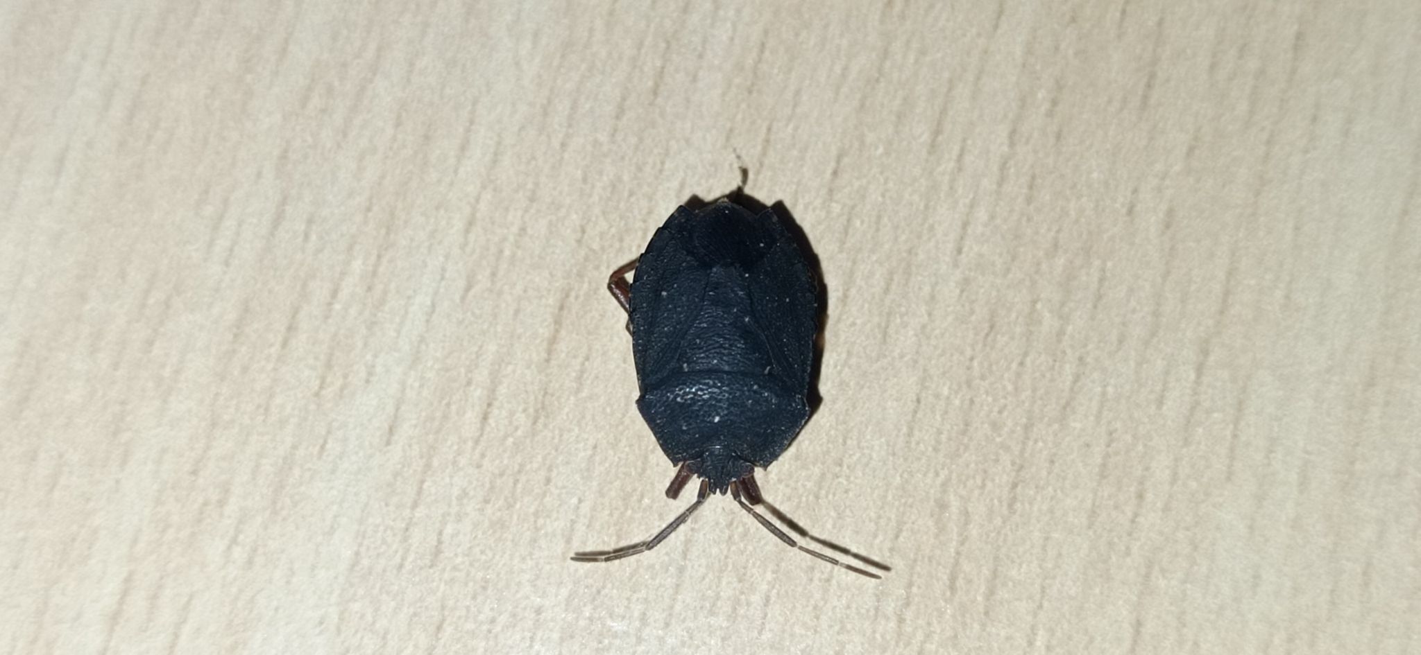 Macropygium reticulare