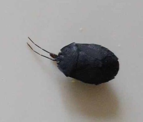 Macropygium reticulare