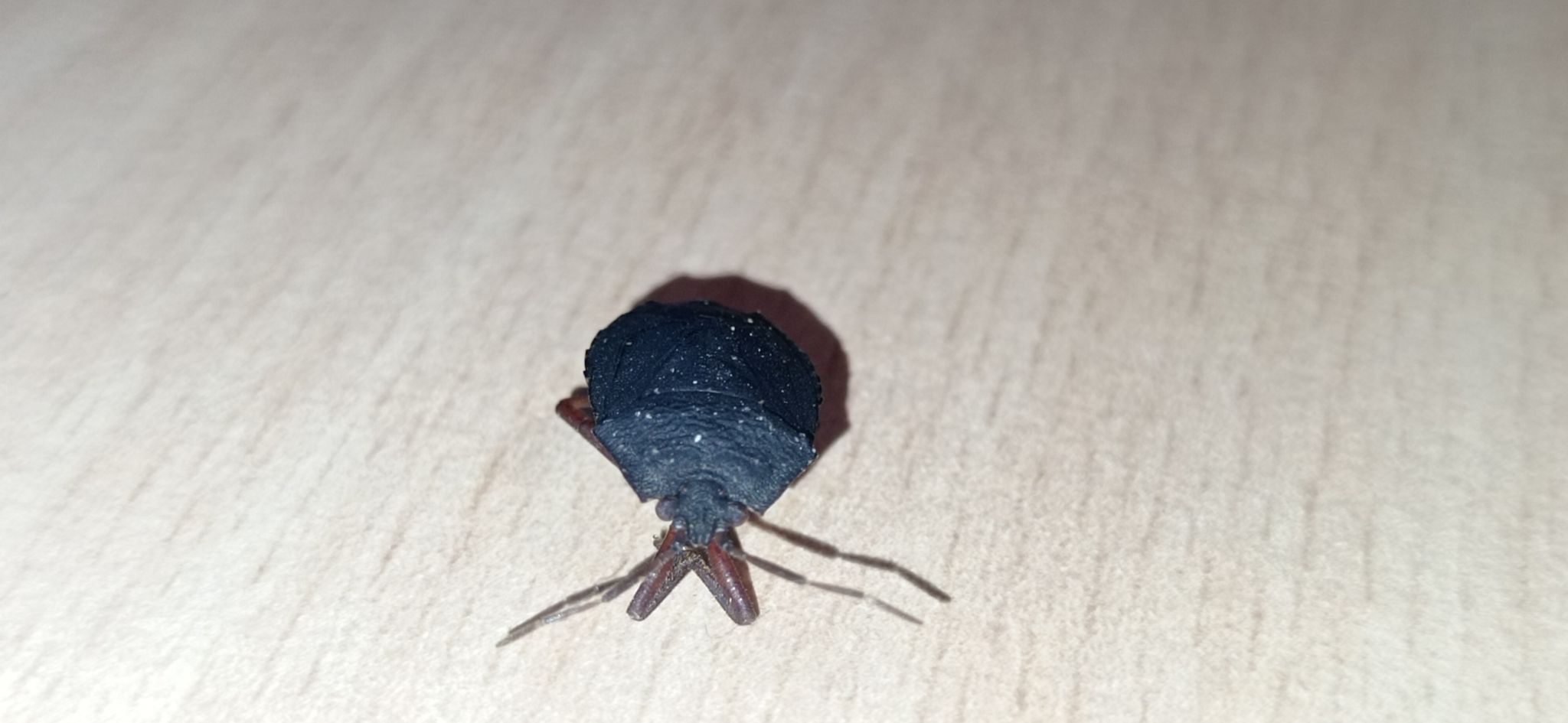 Macropygium reticulare
