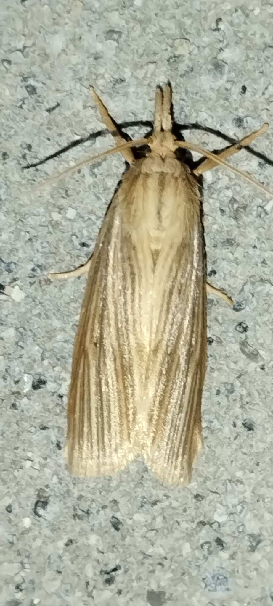 Diatraea lineolata