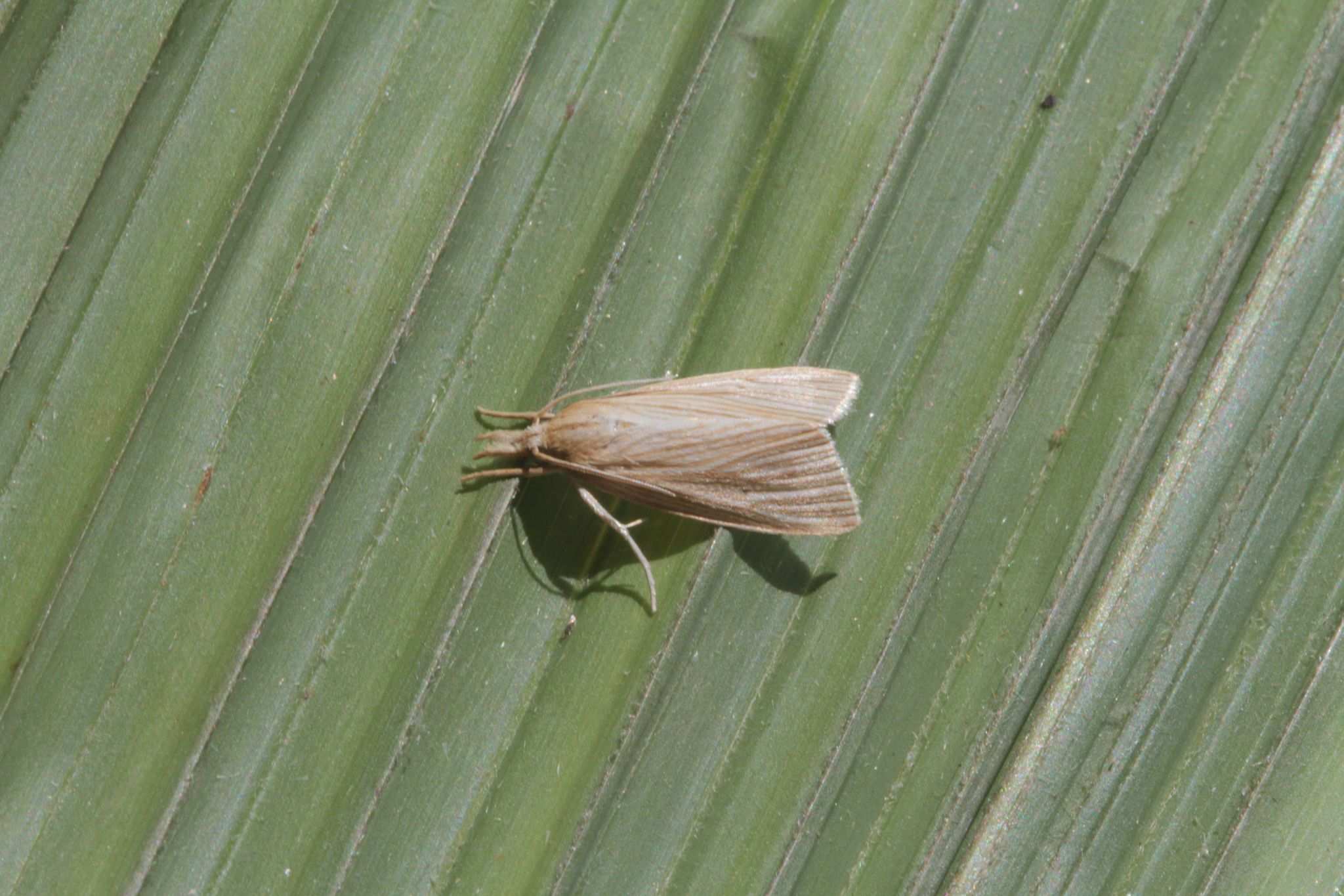 Diatraea lineolata