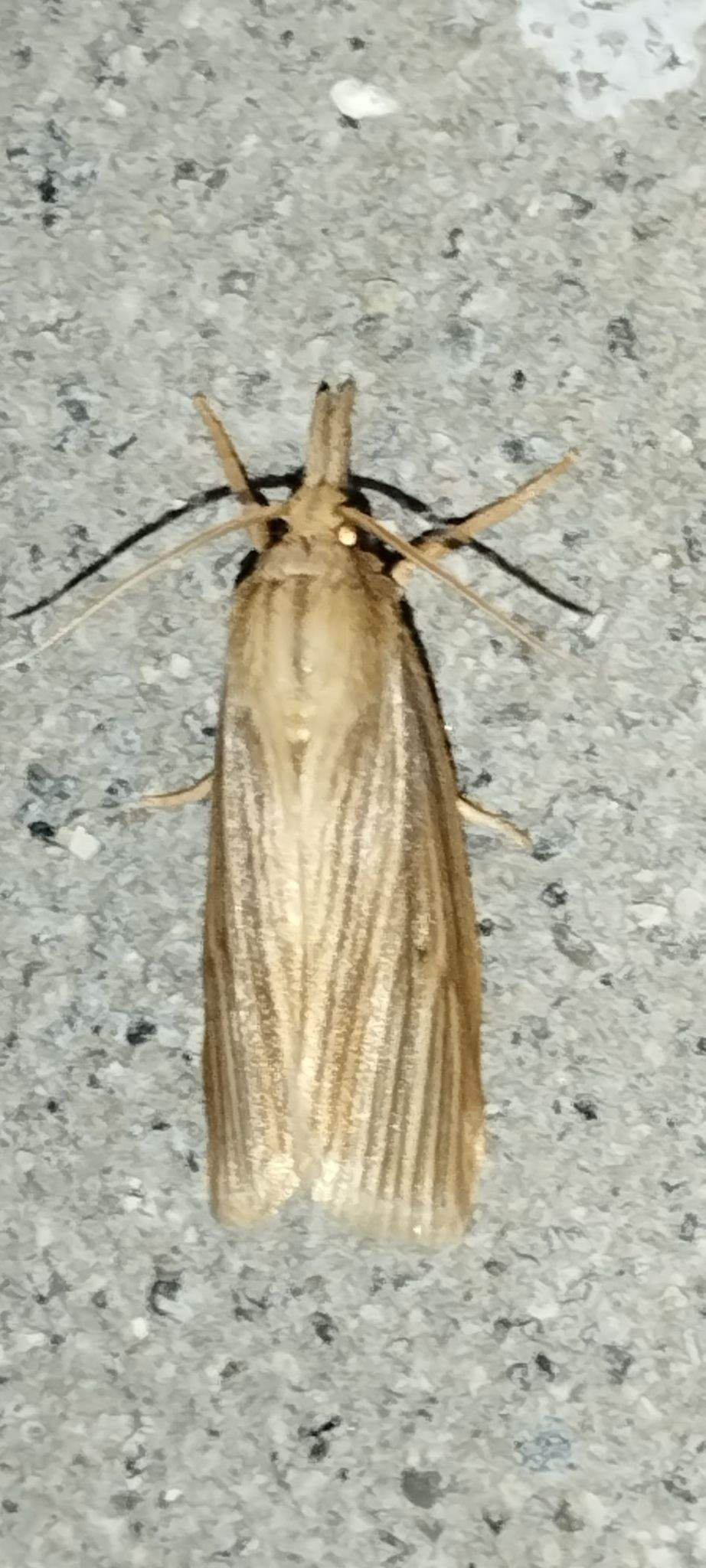 Diatraea lineolata
