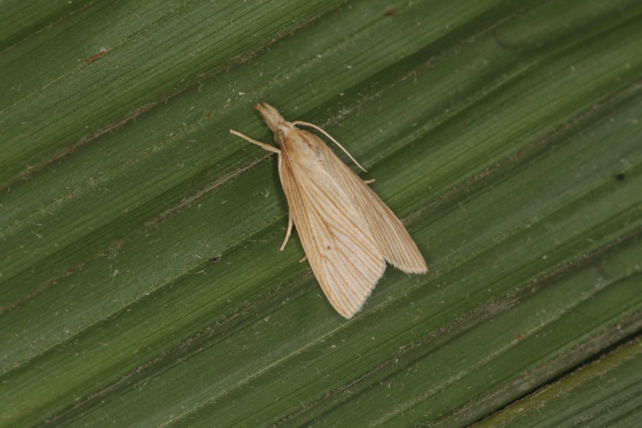Diatraea lineolata