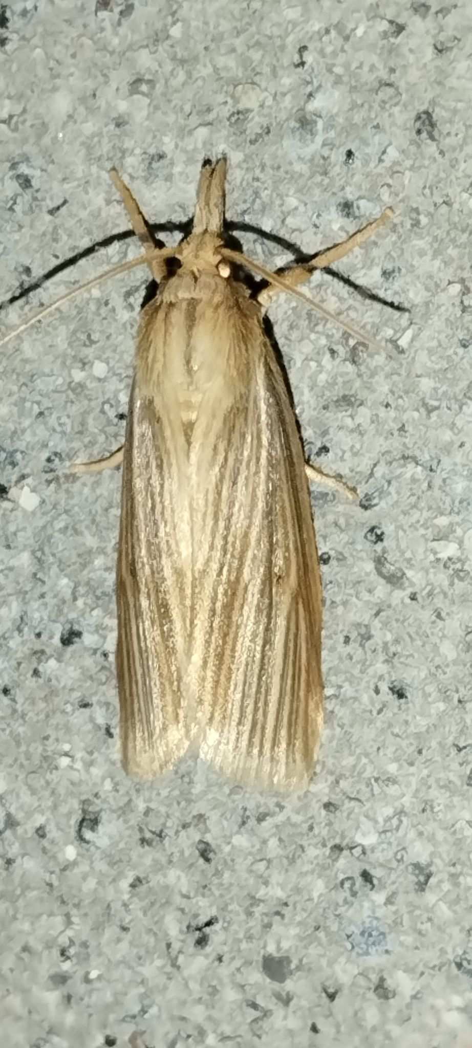 Diatraea lineolata