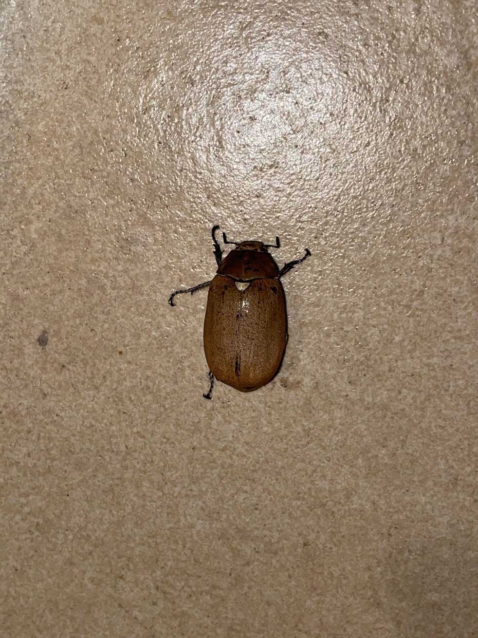 Leucopholis lepidophora