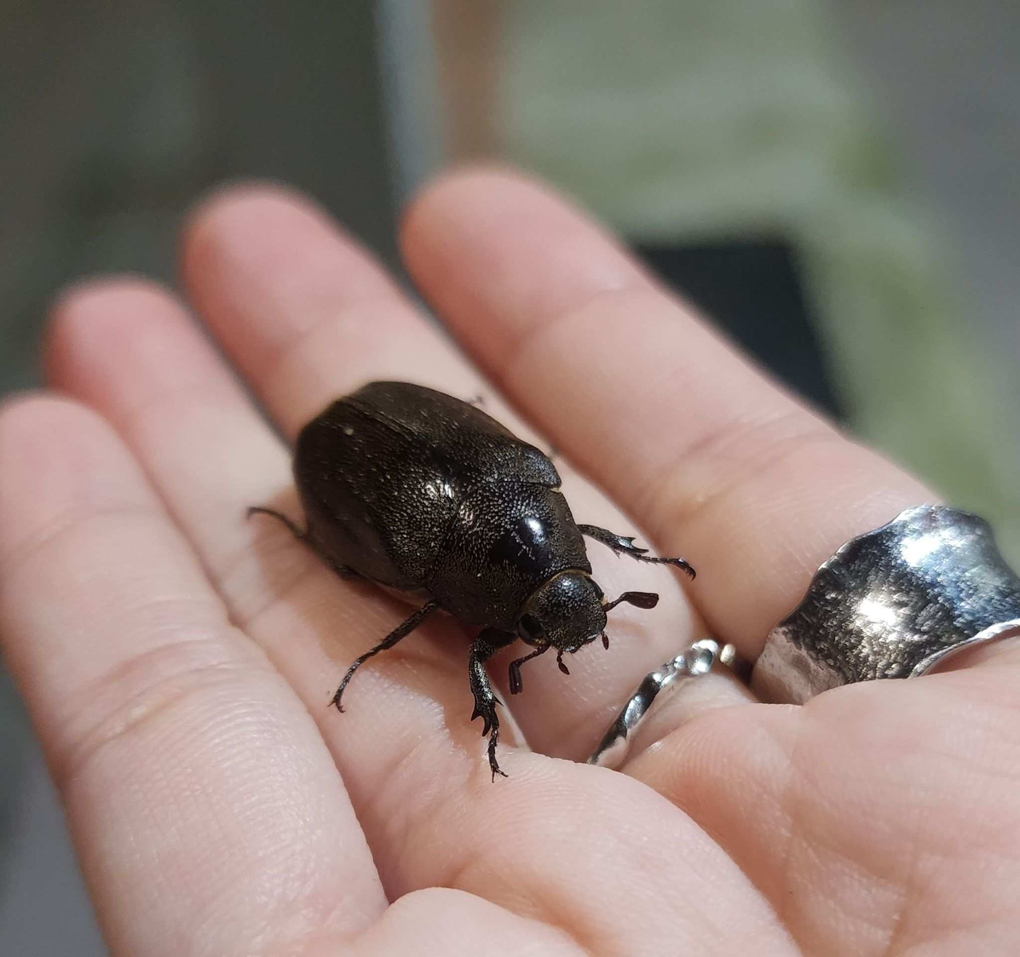 Leucopholis lepidophora