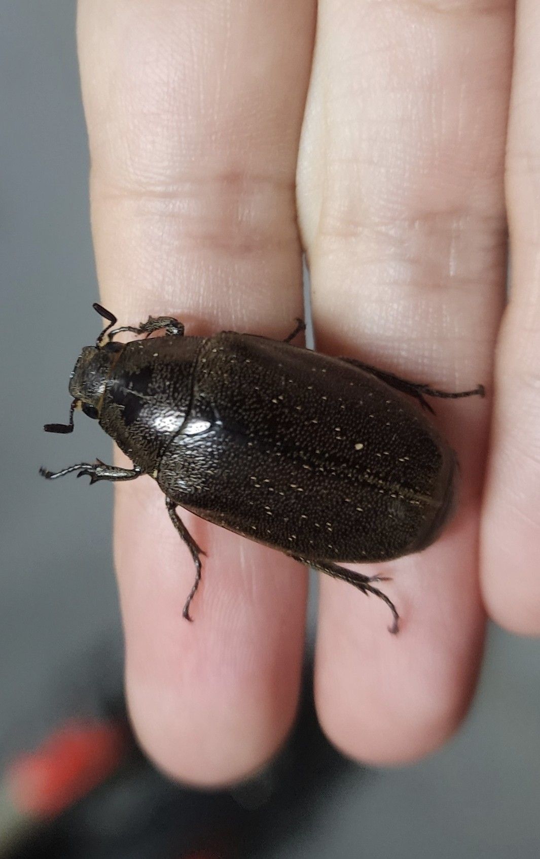 Leucopholis lepidophora