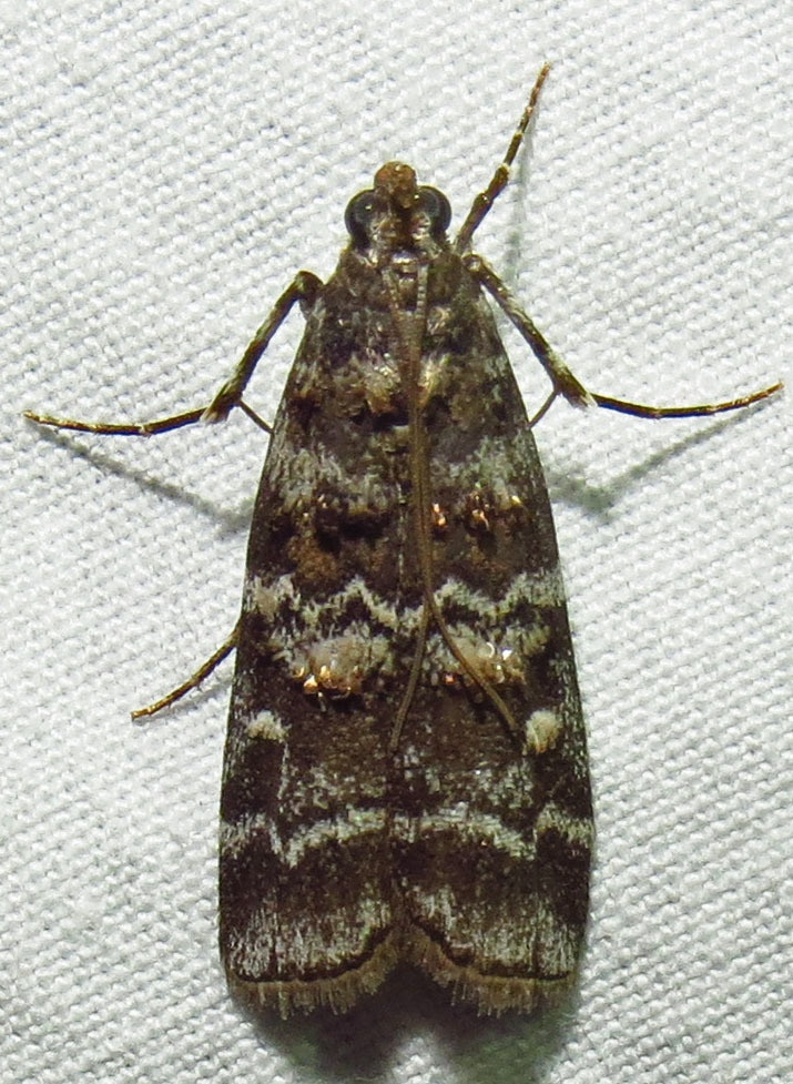 Dioryctria amatella