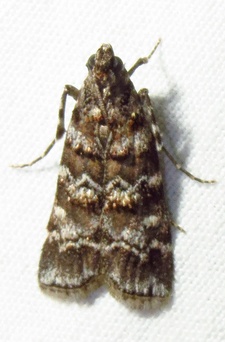 Dioryctria amatella
