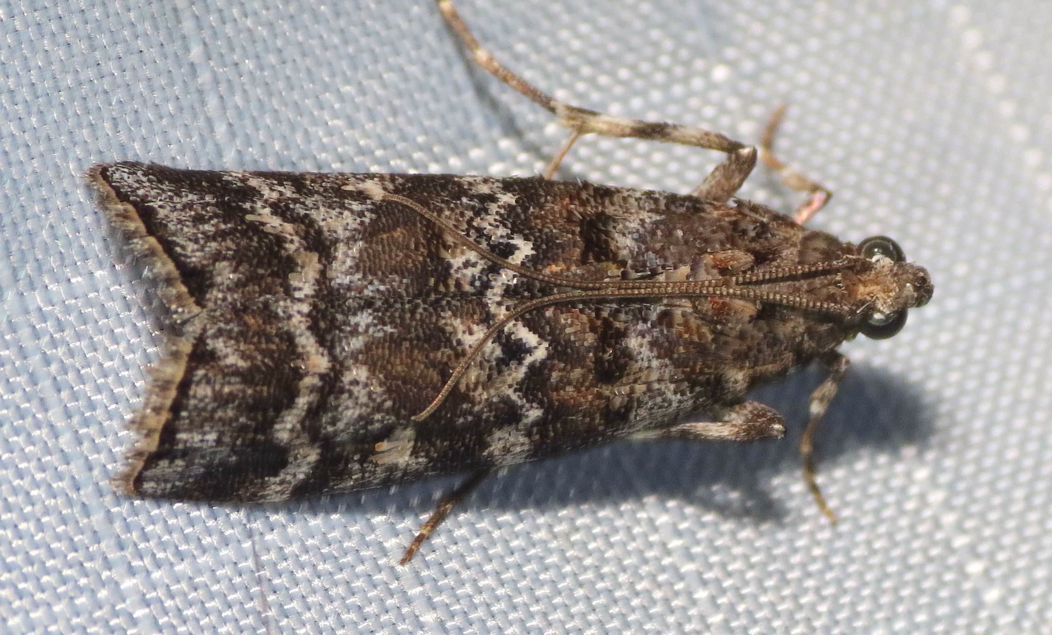 Dioryctria amatella