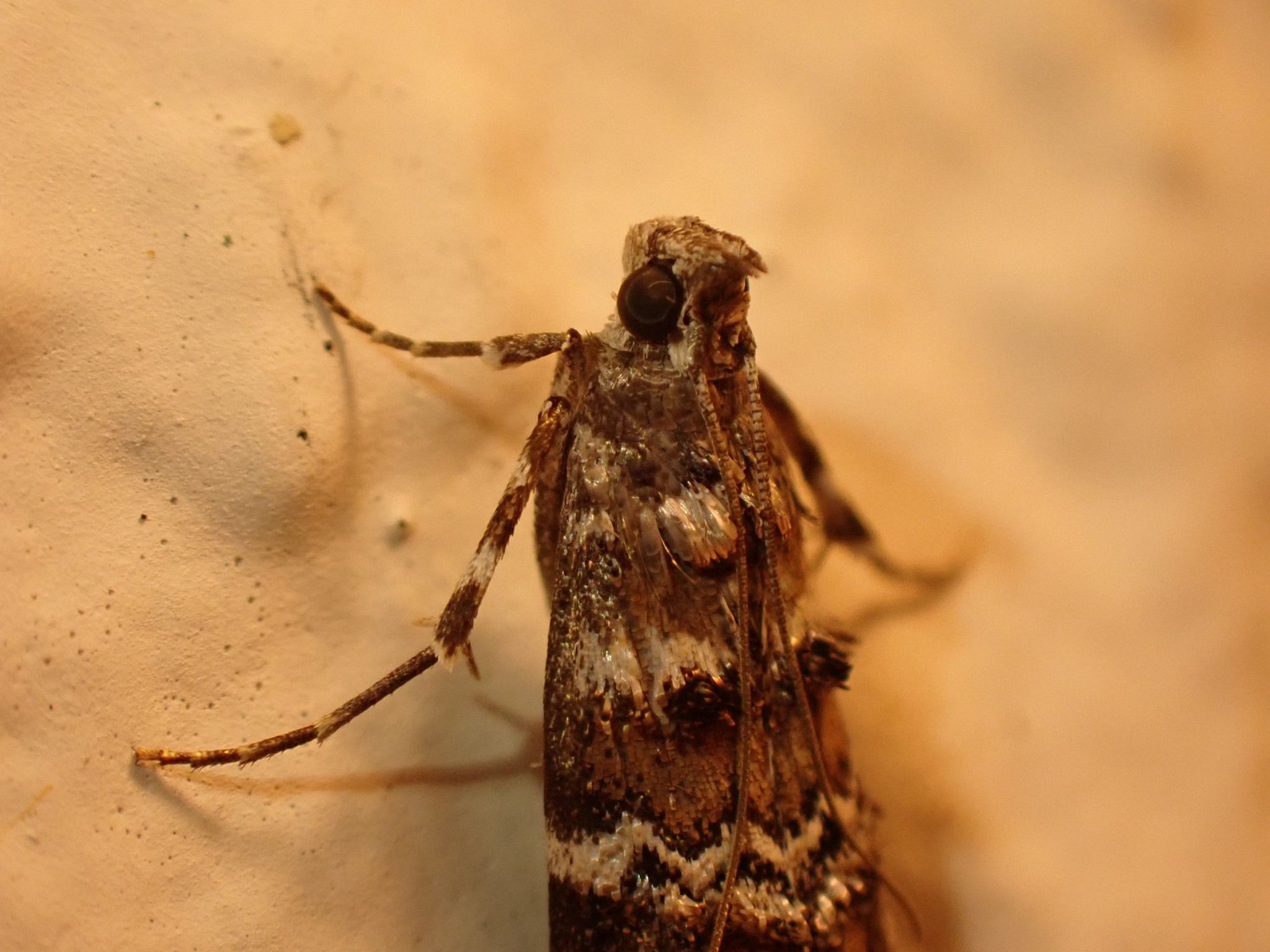 Dioryctria amatella